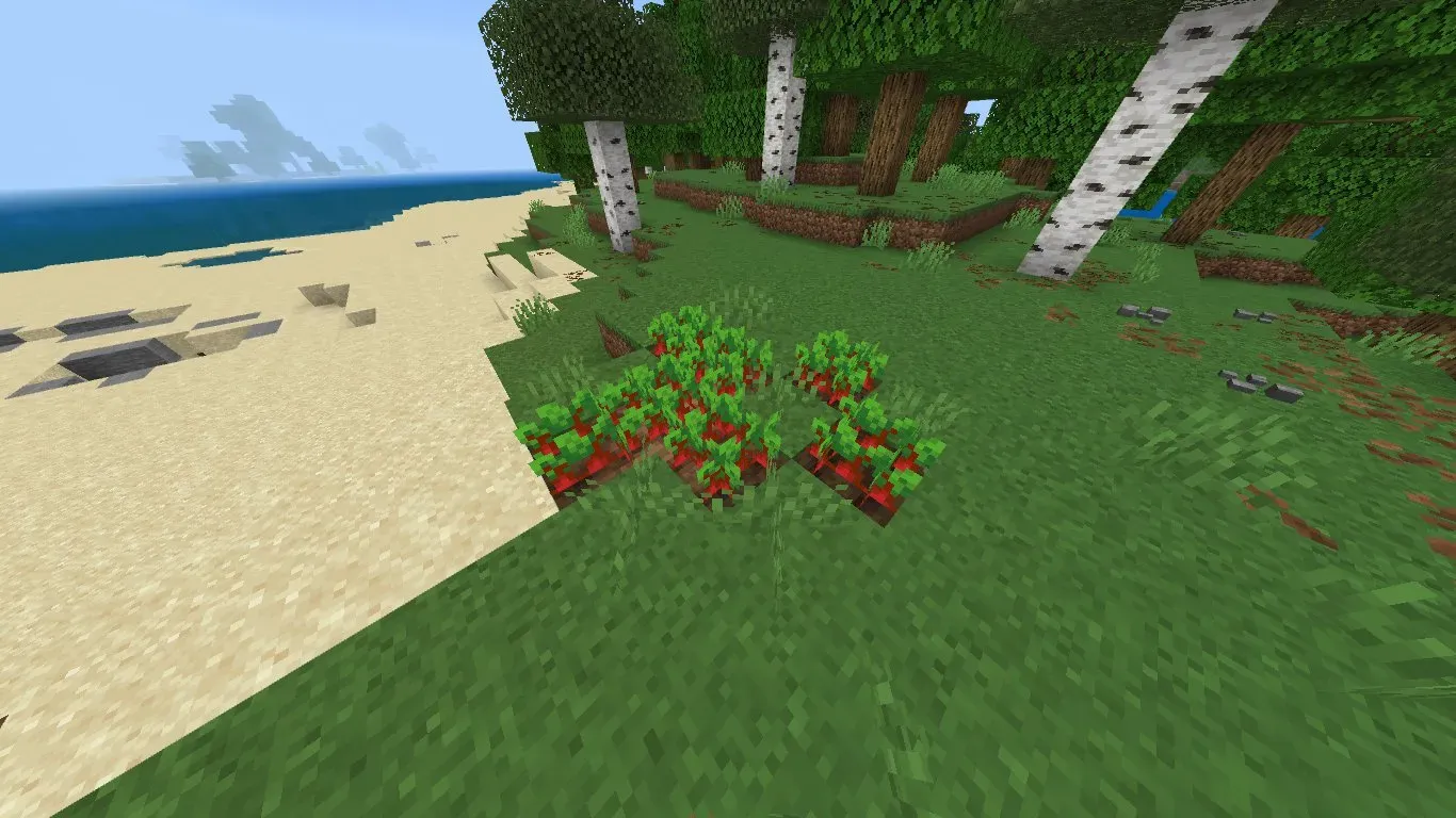 Beetroot Patch