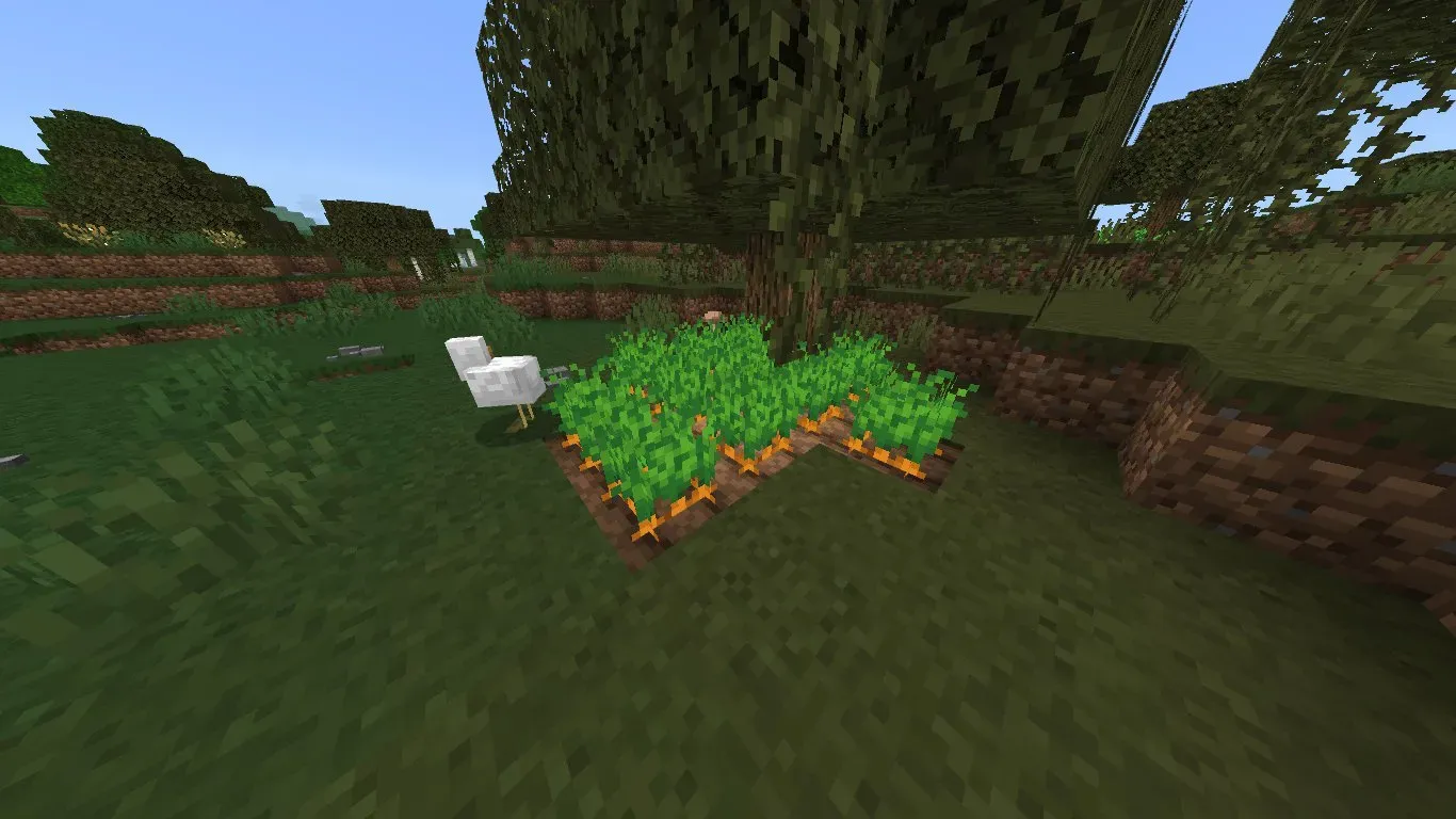 Carrot Patch