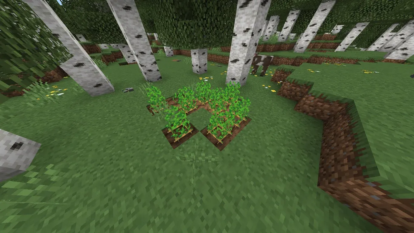 Potato Patch