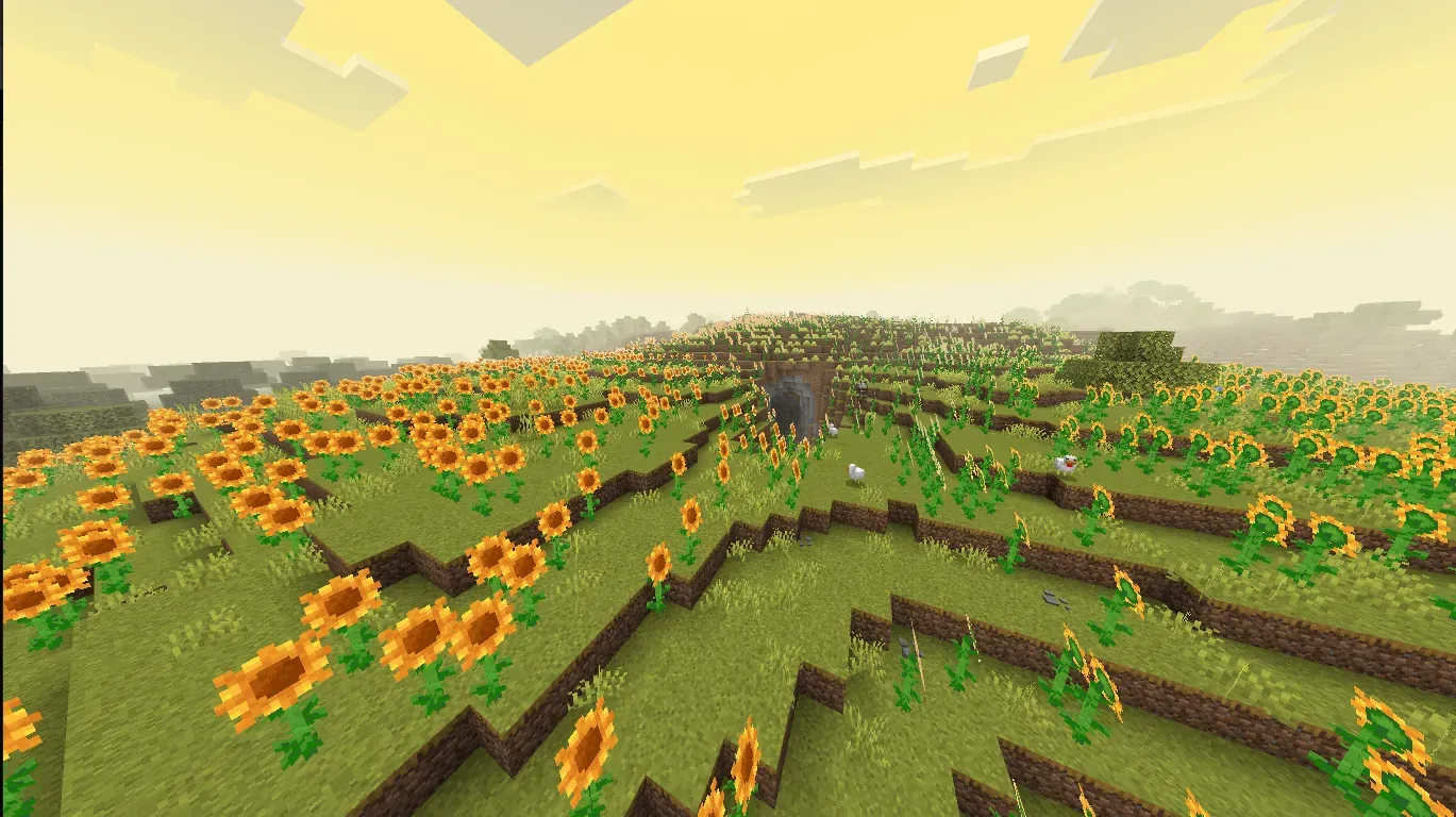 Sunflower Fields