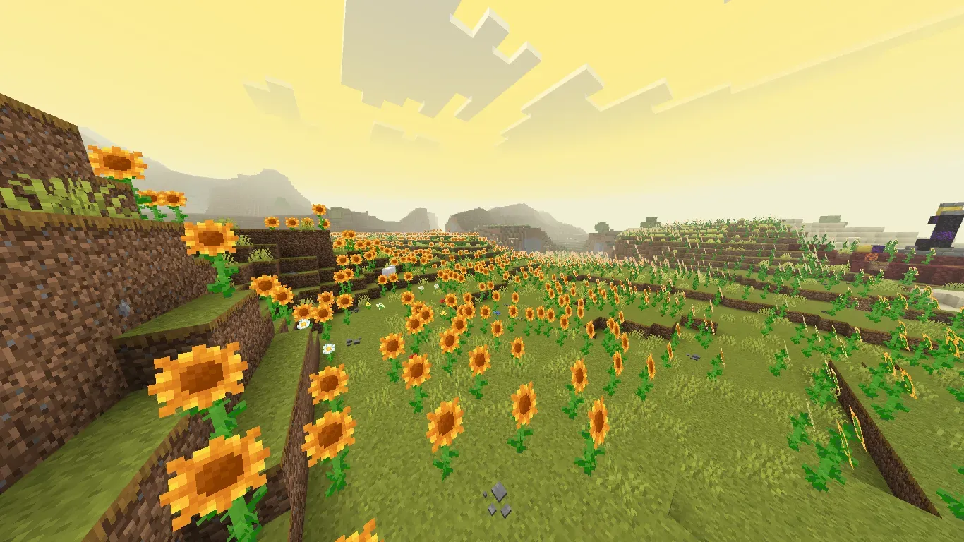 Sunflower Fields
