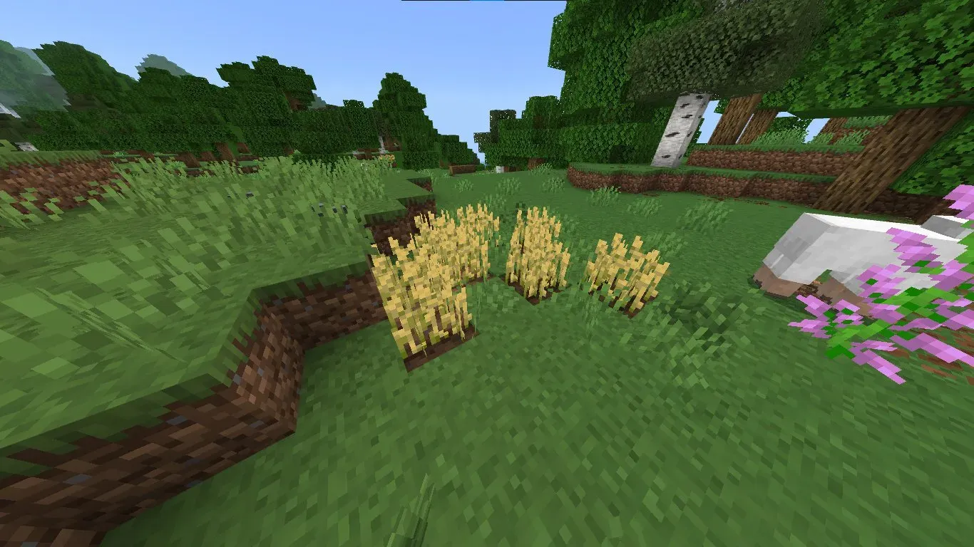 Wheat Patch